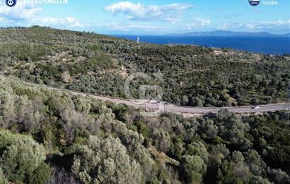 Karaburun Anbarseki 3168 m² Deniz Manzaralı Zeytin Ağaçlı Tarla