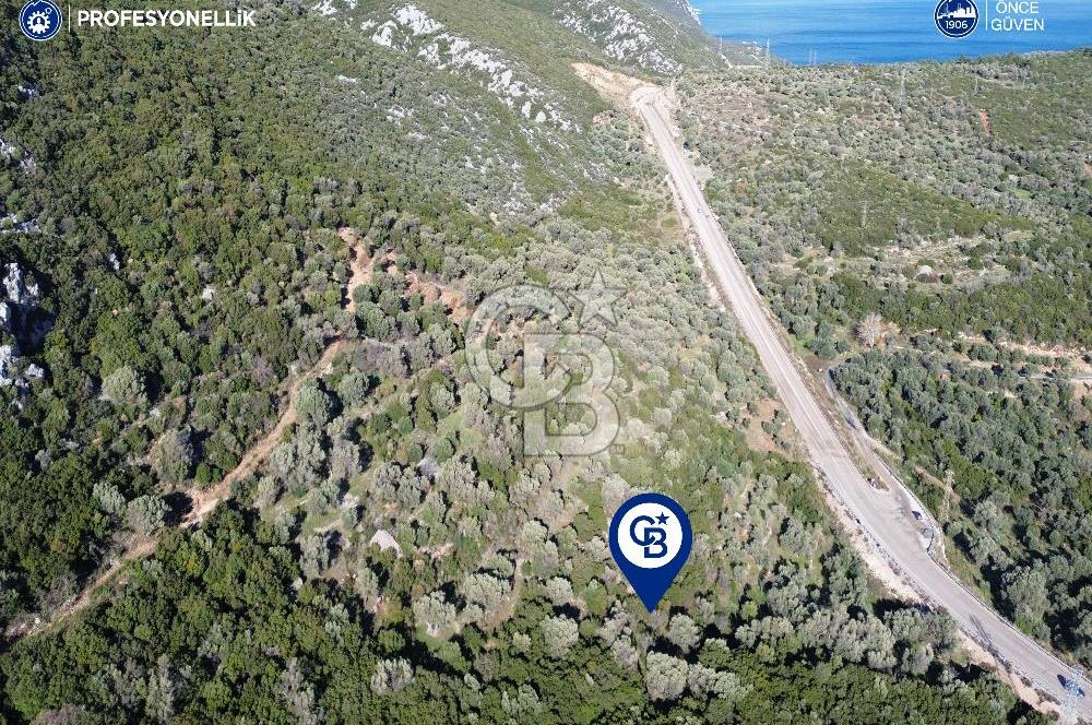 Karaburun Anbarseki 3168 m² Deniz Manzaralı Zeytin Ağaçlı Tarla