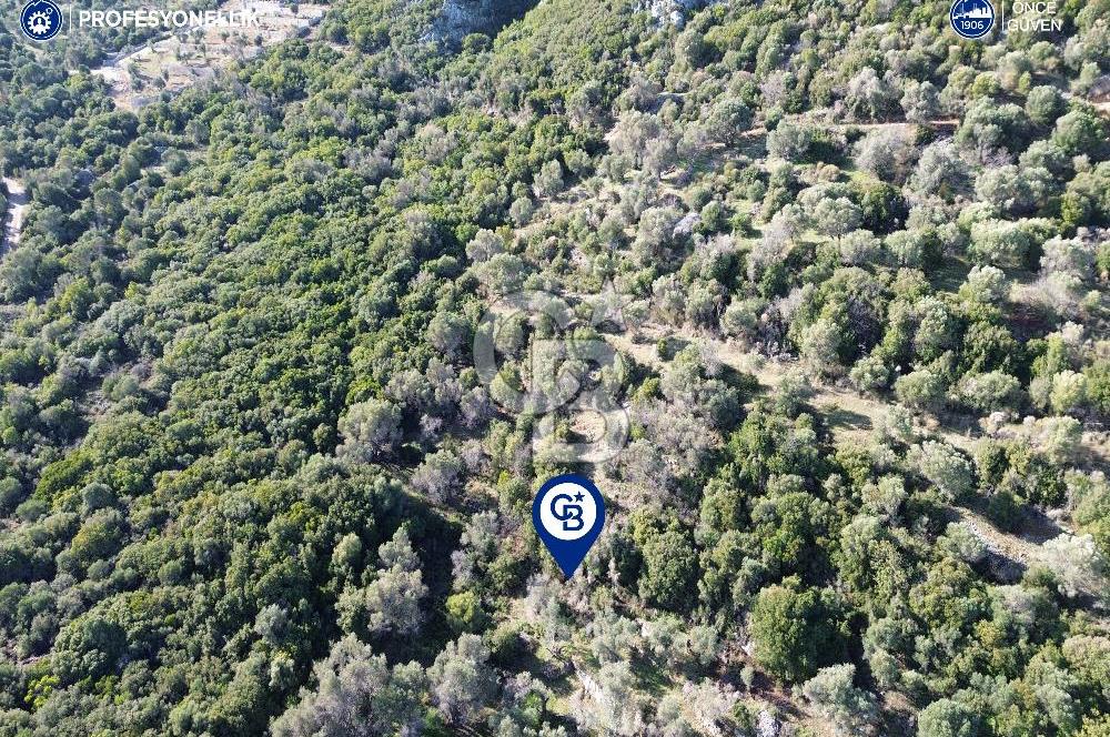 Karaburun Anbarseki 3168 m² Deniz Manzaralı Zeytin Ağaçlı Tarla