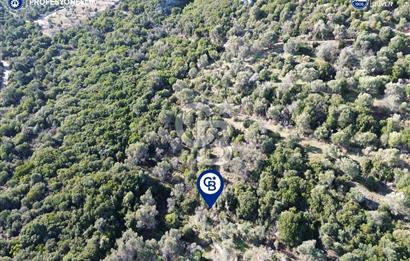Karaburun Anbarseki 3168 m² Deniz Manzaralı Zeytin Ağaçlı Tarla