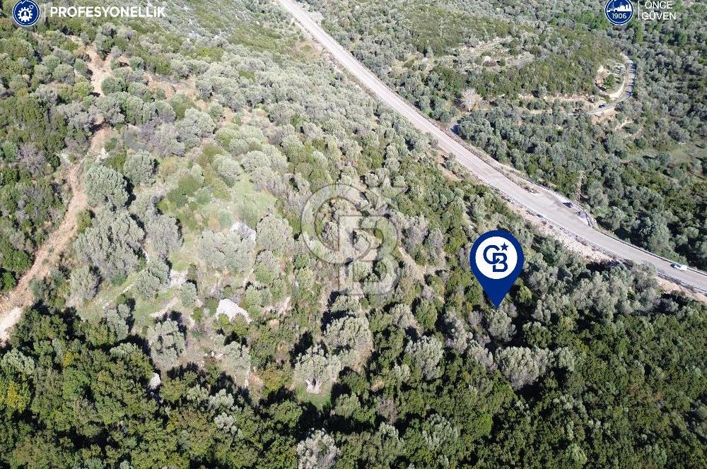 Karaburun Anbarseki 3168 m² Deniz Manzaralı Zeytin Ağaçlı Tarla
