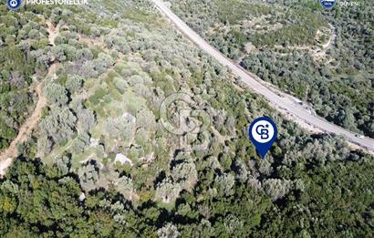 Karaburun Anbarseki 3168 m² Deniz Manzaralı Zeytin Ağaçlı Tarla