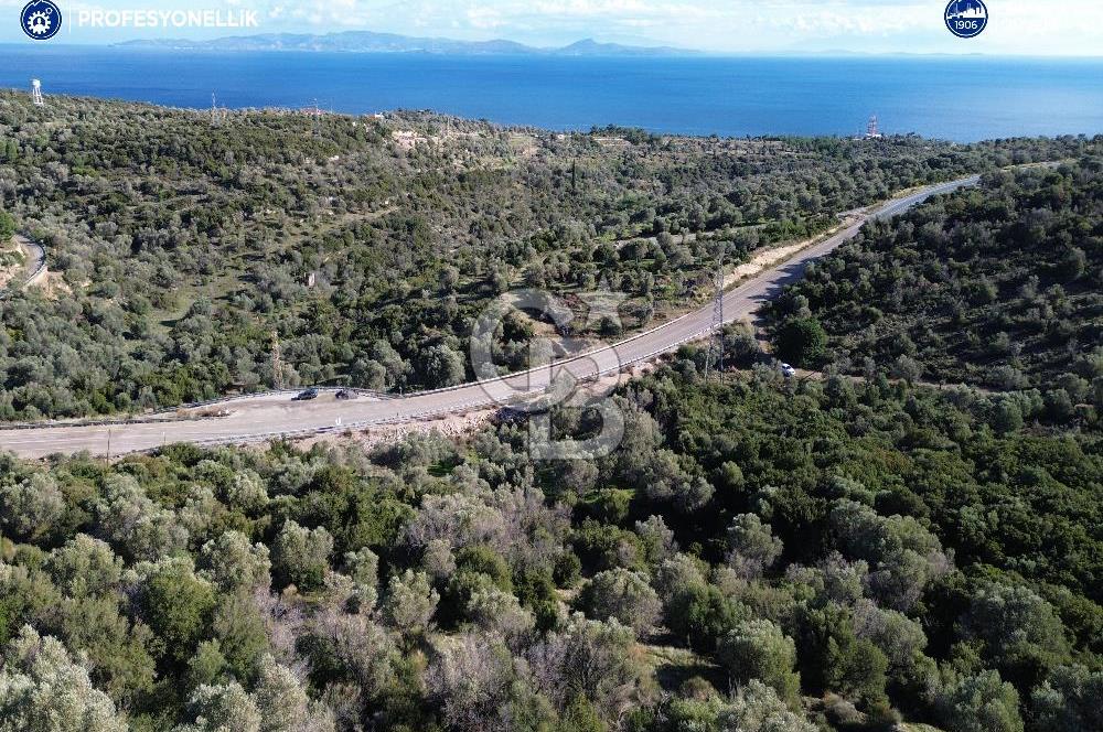 Karaburun Anbarseki 3168 m² Deniz Manzaralı Zeytin Ağaçlı Tarla