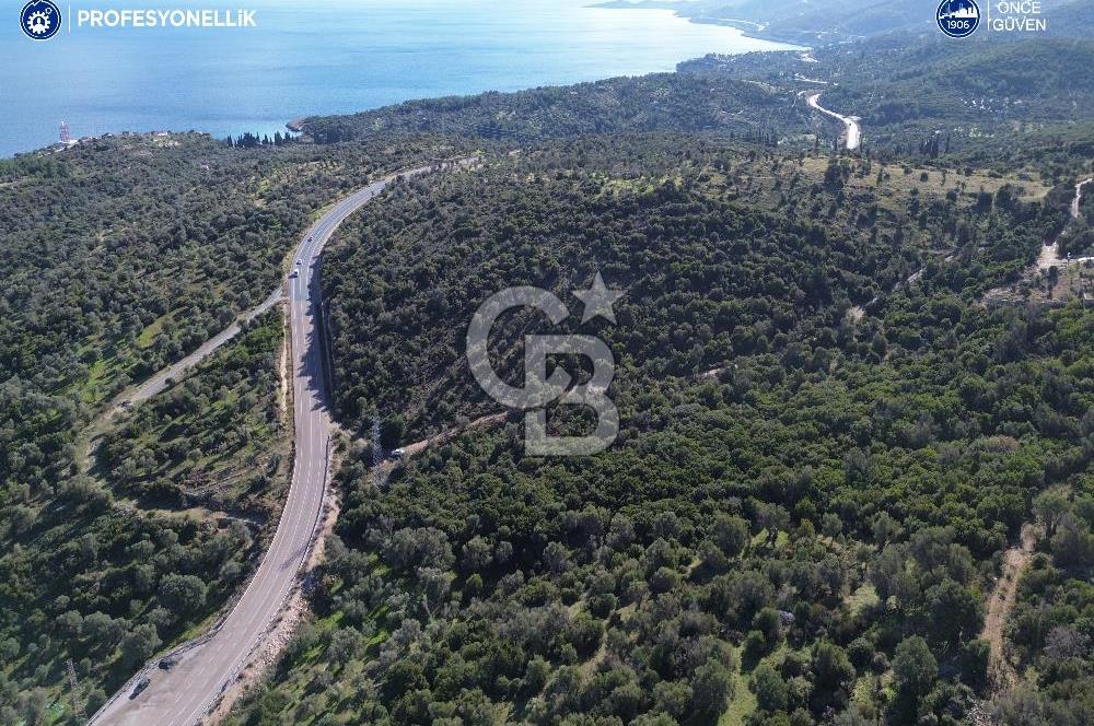 Karaburun Anbarseki 3168 m² Deniz Manzaralı Zeytin Ağaçlı Tarla
