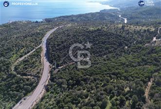 Karaburun Anbarseki 3168 m² Deniz Manzaralı Zeytin Ağaçlı Tarla