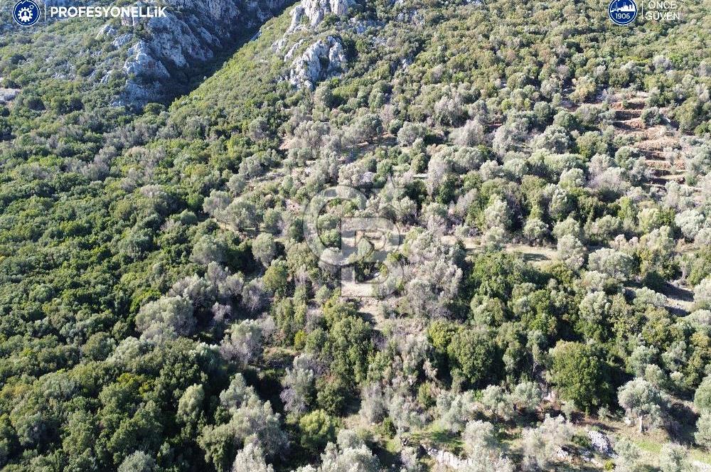 Karaburun Anbarseki 3168 m² Deniz Manzaralı Zeytin Ağaçlı Tarla