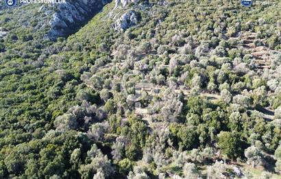 Karaburun Anbarseki 3168 m² Deniz Manzaralı Zeytin Ağaçlı Tarla