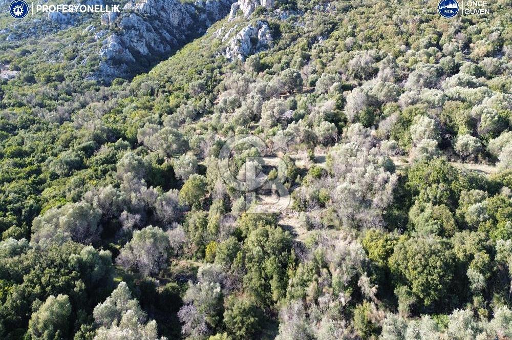 Karaburun Anbarseki 3168 m² Deniz Manzaralı Zeytin Ağaçlı Tarla