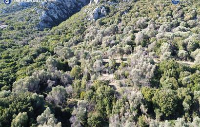 Karaburun Anbarseki 3168 m² Deniz Manzaralı Zeytin Ağaçlı Tarla