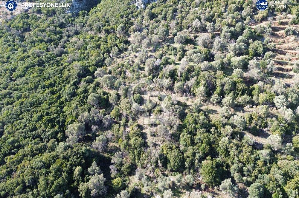 Karaburun Anbarseki 3168 m² Deniz Manzaralı Zeytin Ağaçlı Tarla