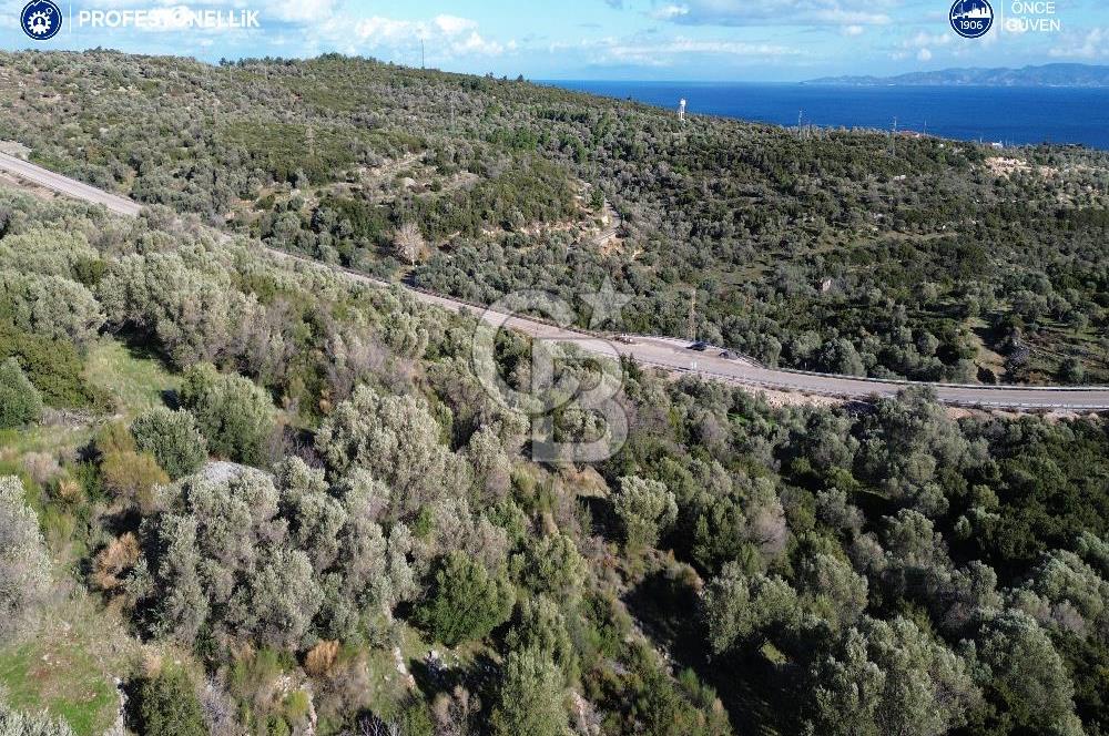 Karaburun Anbarseki 3168 m² Deniz Manzaralı Zeytin Ağaçlı Tarla