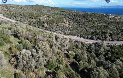 Karaburun Anbarseki 3168 m² Deniz Manzaralı Zeytin Ağaçlı Tarla