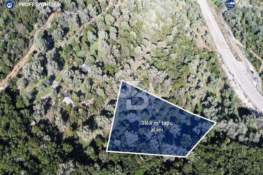 Karaburun Anbarseki 3168 m² Deniz Manzaralı Zeytin Ağaçlı Tarla