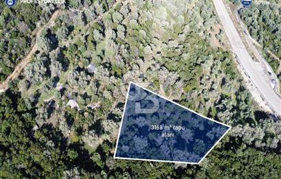 Karaburun Anbarseki 3168 m² Deniz Manzaralı Zeytin Ağaçlı Tarla