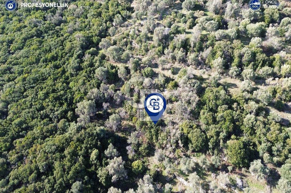 Karaburun Anbarseki 3168 m² Deniz Manzaralı Zeytin Ağaçlı Tarla