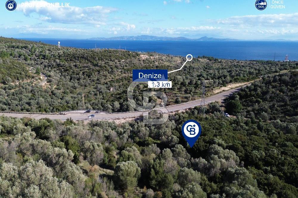 Karaburun Anbarseki 3168 m² Deniz Manzaralı Zeytin Ağaçlı Tarla
