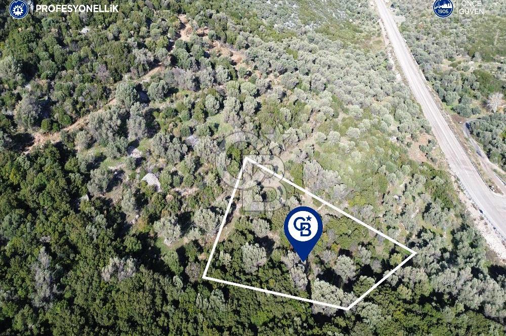 Karaburun Anbarseki 3168 m² Deniz Manzaralı Zeytin Ağaçlı Tarla