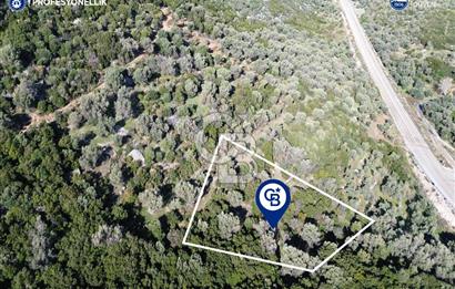 Karaburun Anbarseki 3168 m² Deniz Manzaralı Zeytin Ağaçlı Tarla
