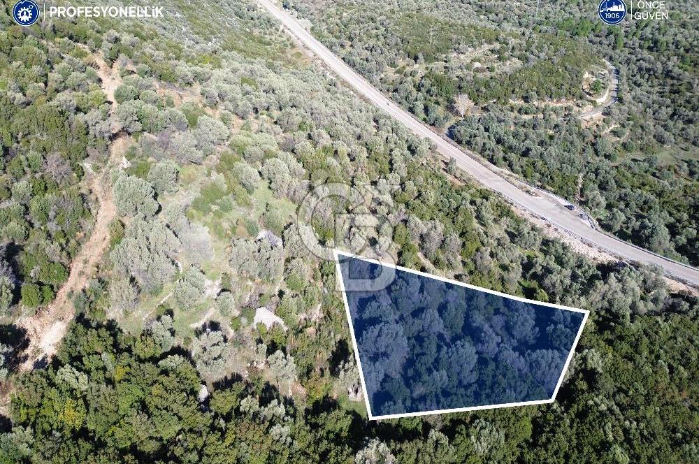 Karaburun Anbarseki 3168 m² Deniz Manzaralı Zeytin Ağaçlı Tarla