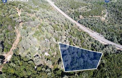 Karaburun Anbarseki 3168 m² Deniz Manzaralı Zeytin Ağaçlı Tarla