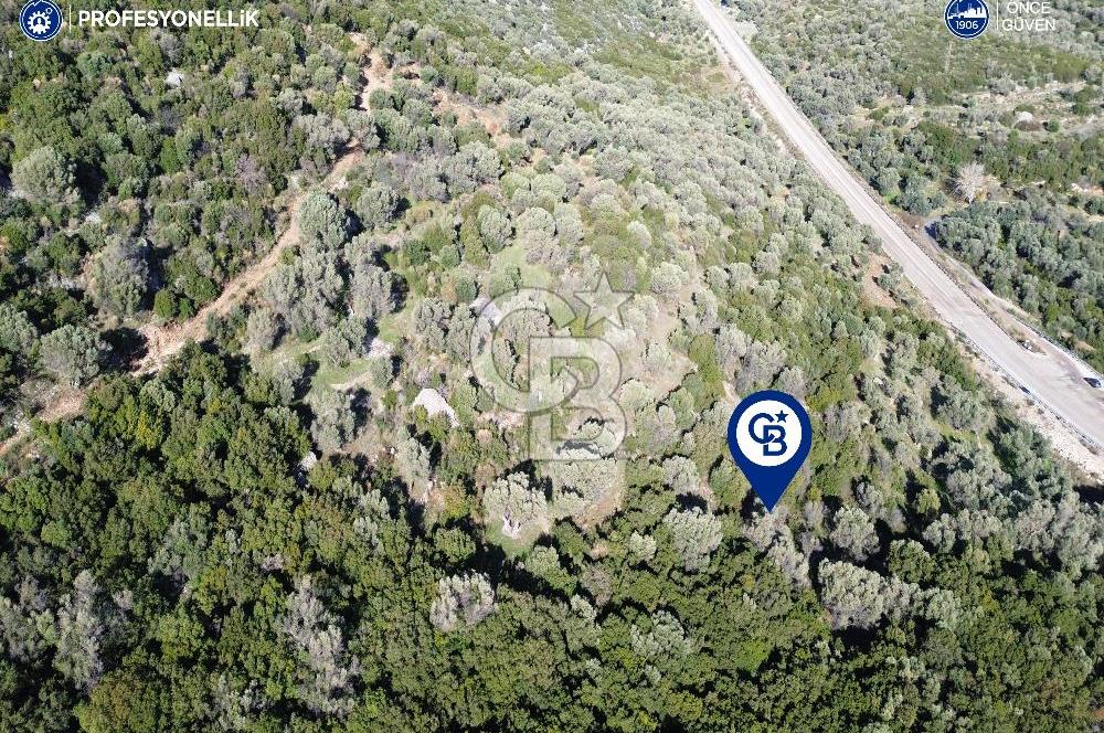 Karaburun Anbarseki 3168 m² Deniz Manzaralı Zeytin Ağaçlı Tarla