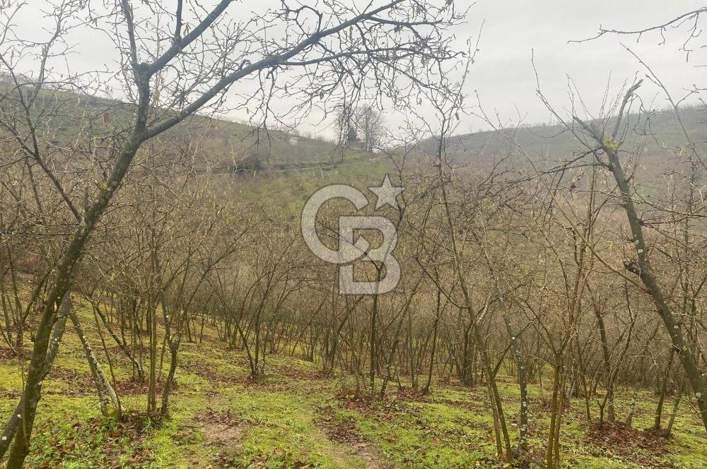 HENDEK ÇOBANYATAK KÖYÜNDE SATILIK 10,345 M2 ARSA, EV & FINDIKLIK