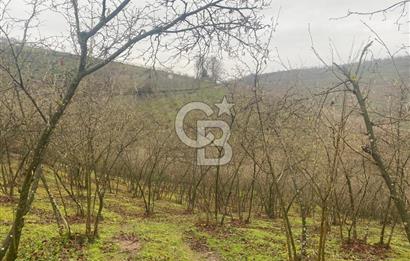 HENDEK ÇOBANYATAK KÖYÜNDE SATILIK 10,345 M2 ARSA, EV & FINDIKLIK