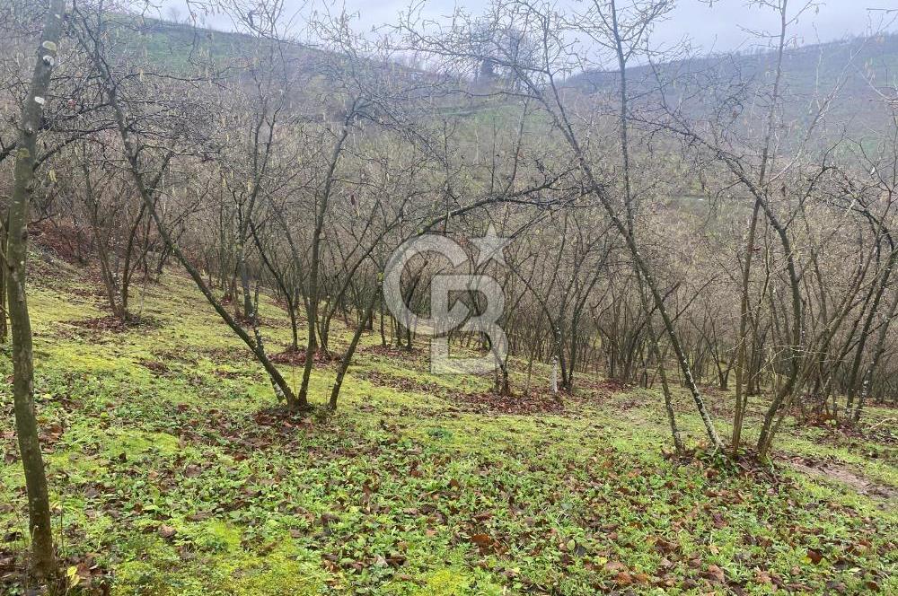 HENDEK ÇOBANYATAK KÖYÜNDE SATILIK 10,345 M2 ARSA, EV & FINDIKLIK
