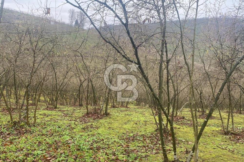 HENDEK ÇOBANYATAK KÖYÜNDE SATILIK 10,345 M2 ARSA, EV & FINDIKLIK