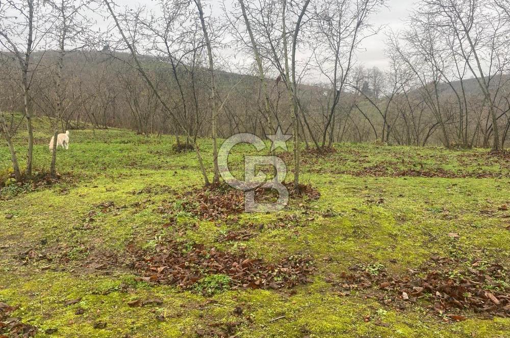HENDEK ÇOBANYATAK KÖYÜNDE SATILIK 10,345 M2 ARSA, EV & FINDIKLIK
