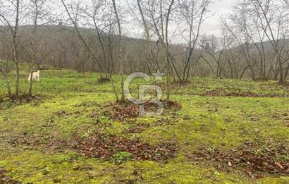HENDEK ÇOBANYATAK KÖYÜNDE SATILIK 10,345 M2 ARSA, EV & FINDIKLIK