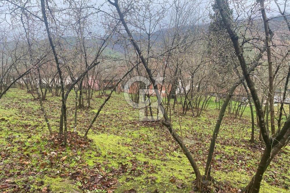 HENDEK ÇOBANYATAK KÖYÜNDE SATILIK 10,345 M2 ARSA, EV & FINDIKLIK