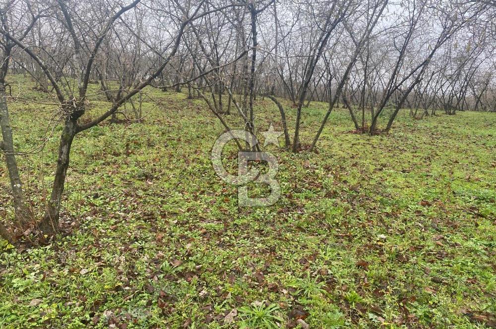 HENDEK ÇOBANYATAK KÖYÜNDE SATILIK 10,345 M2 ARSA, EV & FINDIKLIK