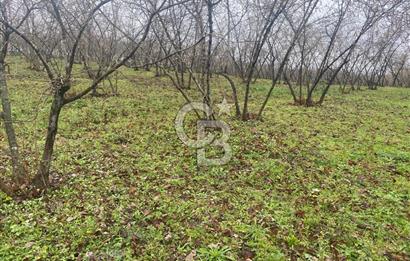 HENDEK ÇOBANYATAK KÖYÜNDE SATILIK 10,345 M2 ARSA, EV & FINDIKLIK