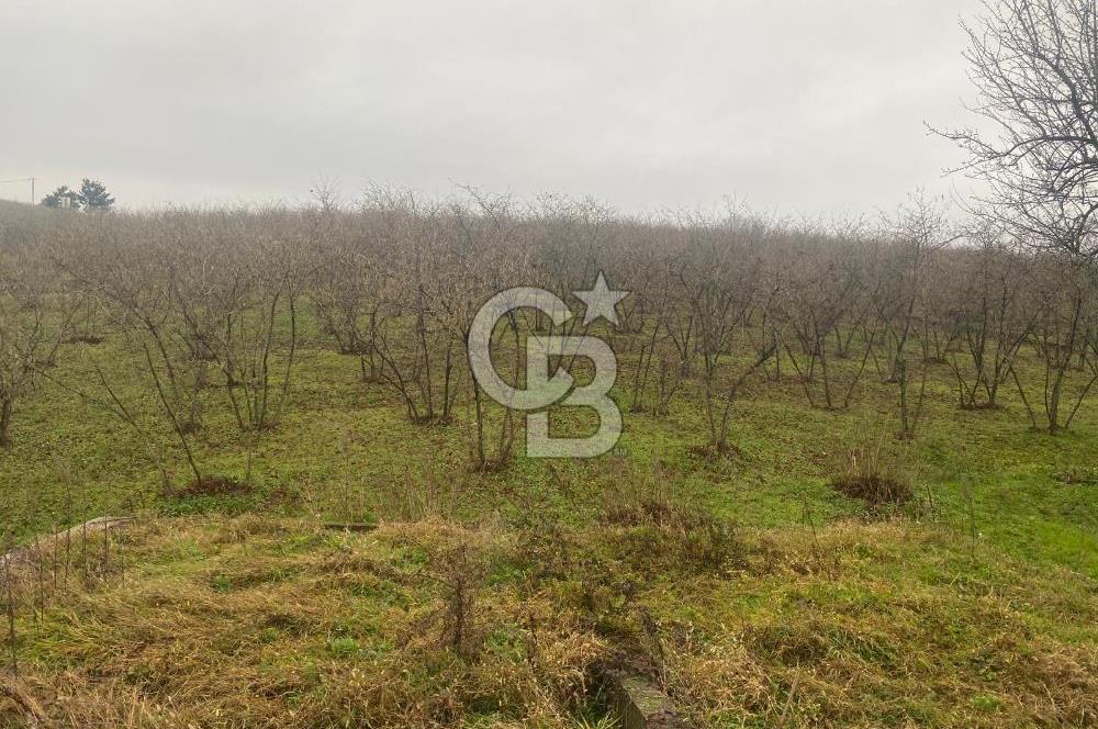 HENDEK ÇOBANYATAK KÖYÜNDE SATILIK 10,345 M2 ARSA, EV & FINDIKLIK