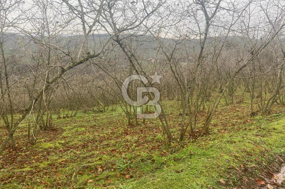 HENDEK ÇOBANYATAK KÖYÜNDE 3.336M2 SATILIK FINDIK BAHÇESİ