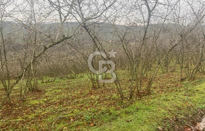 HENDEK ÇOBANYATAK KÖYÜNDE 3.336M2 SATILIK FINDIK BAHÇESİ