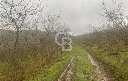 HENDEK ÇOBANYATAK KÖYÜNDE 3.336M2 SATILIK FINDIK BAHÇESİ
