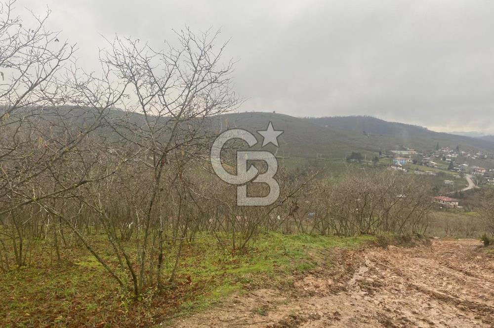 HENDEK ÇOBANYATAK KÖYÜNDE 3.336M2 SATILIK FINDIK BAHÇESİ