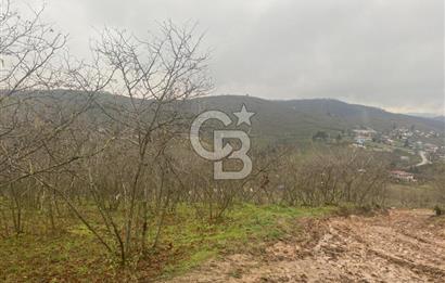 HENDEK ÇOBANYATAK KÖYÜNDE 3.336M2 SATILIK FINDIK BAHÇESİ