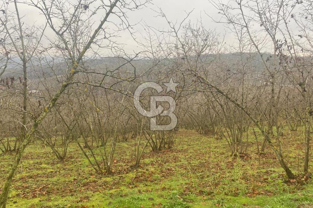 HENDEK ÇOBANYATAK KÖYÜNDE 3.336M2 SATILIK FINDIK BAHÇESİ