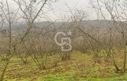 HENDEK ÇOBANYATAK KÖYÜNDE 3.336M2 SATILIK FINDIK BAHÇESİ