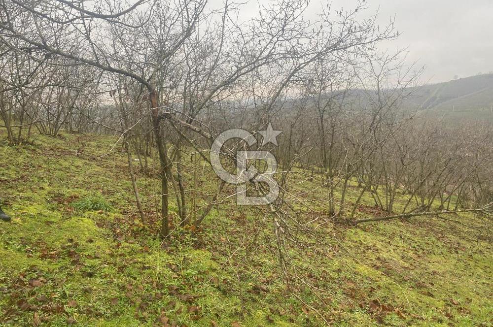 HENDEK ÇOBANYATAK KÖYÜNDE 3.336M2 SATILIK FINDIK BAHÇESİ