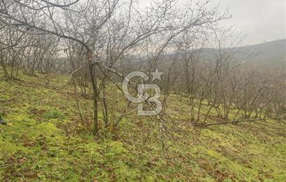 HENDEK ÇOBANYATAK KÖYÜNDE 3.336M2 SATILIK FINDIK BAHÇESİ