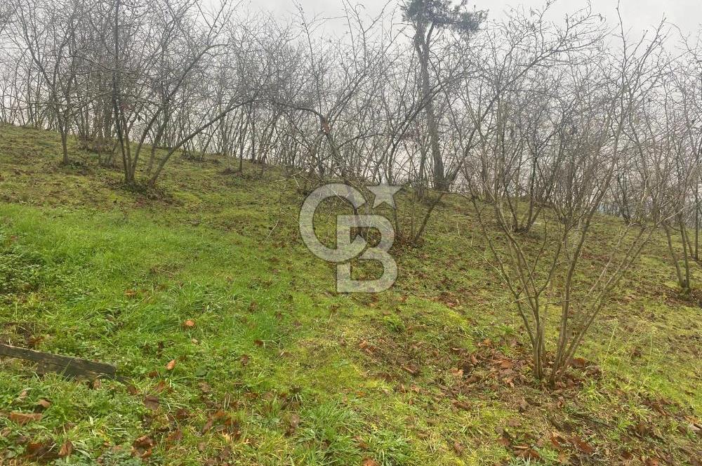 HENDEK ÇOBANYATAK KÖYÜNDE 3.336M2 SATILIK FINDIK BAHÇESİ