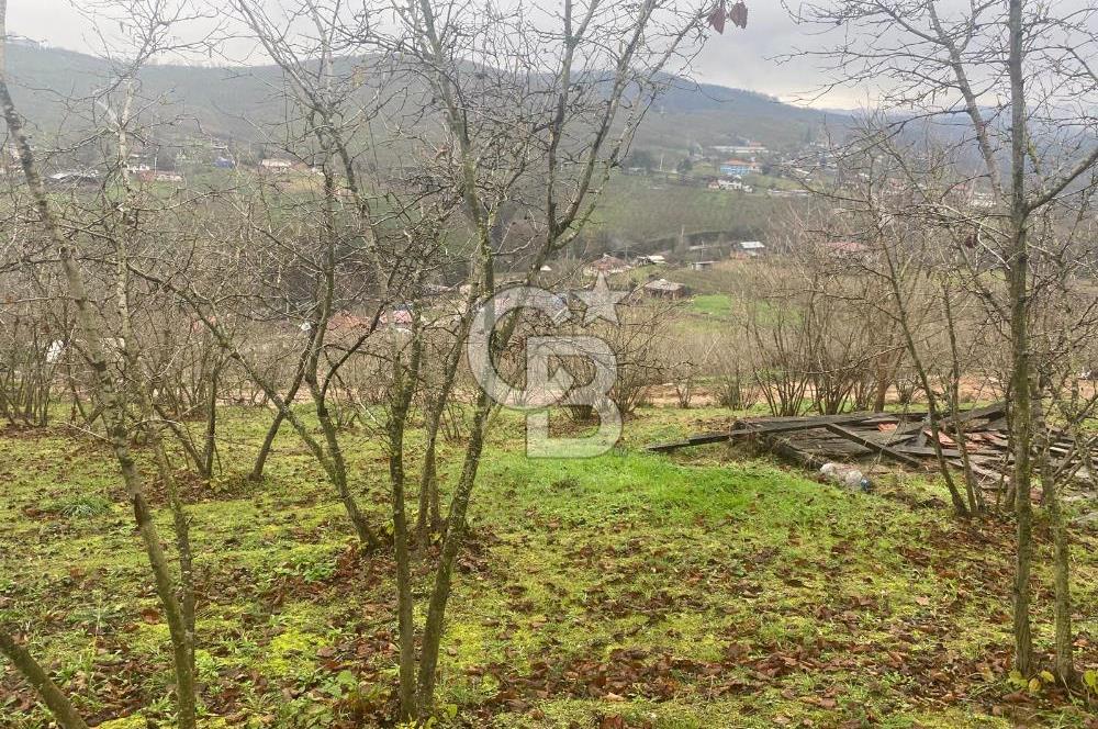 HENDEK ÇOBANYATAK KÖYÜNDE 3.336M2 SATILIK FINDIK BAHÇESİ