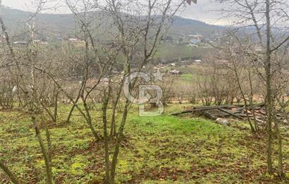 HENDEK ÇOBANYATAK KÖYÜNDE 3.336M2 SATILIK FINDIK BAHÇESİ