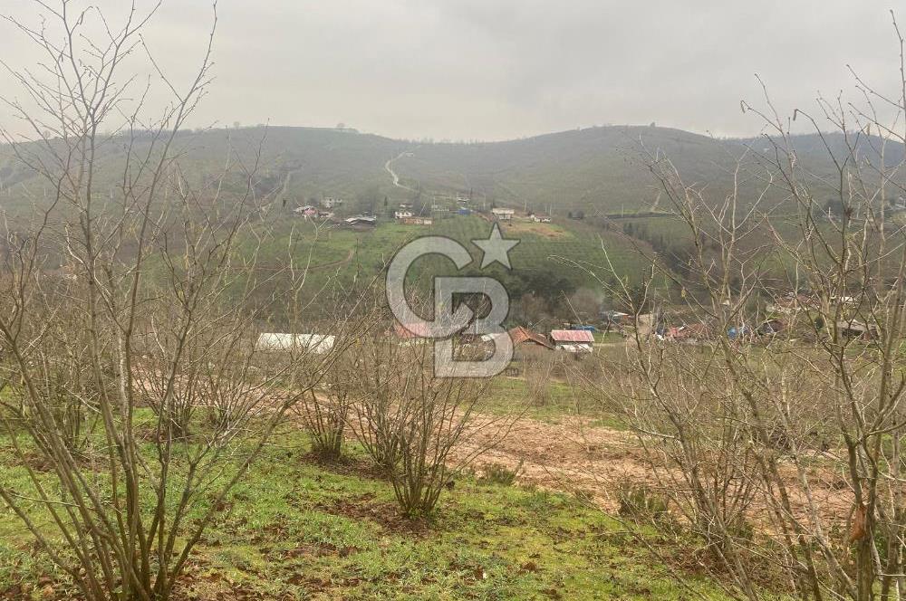 HENDEK ÇOBANYATAK KÖYÜNDE 3.336M2 SATILIK FINDIK BAHÇESİ
