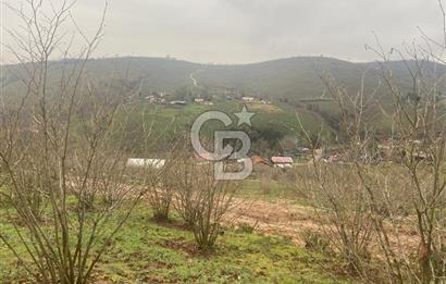 HENDEK ÇOBANYATAK KÖYÜNDE 3.336M2 SATILIK FINDIK BAHÇESİ