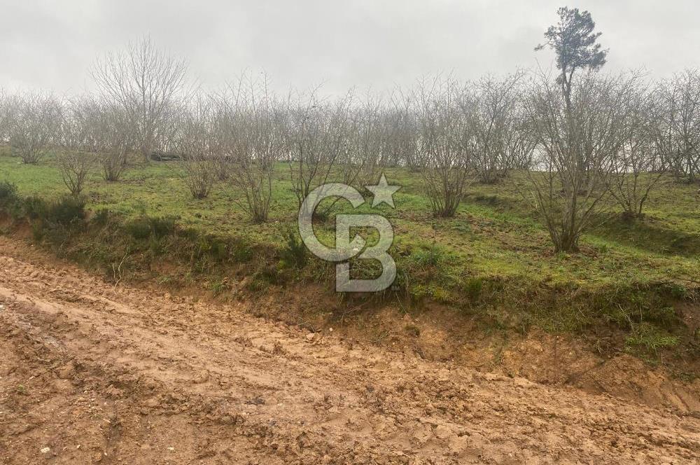 HENDEK ÇOBANYATAK KÖYÜNDE 3.336M2 SATILIK FINDIK BAHÇESİ
